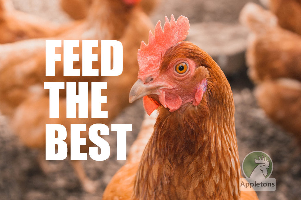 Blog What is the Best Layer Feed