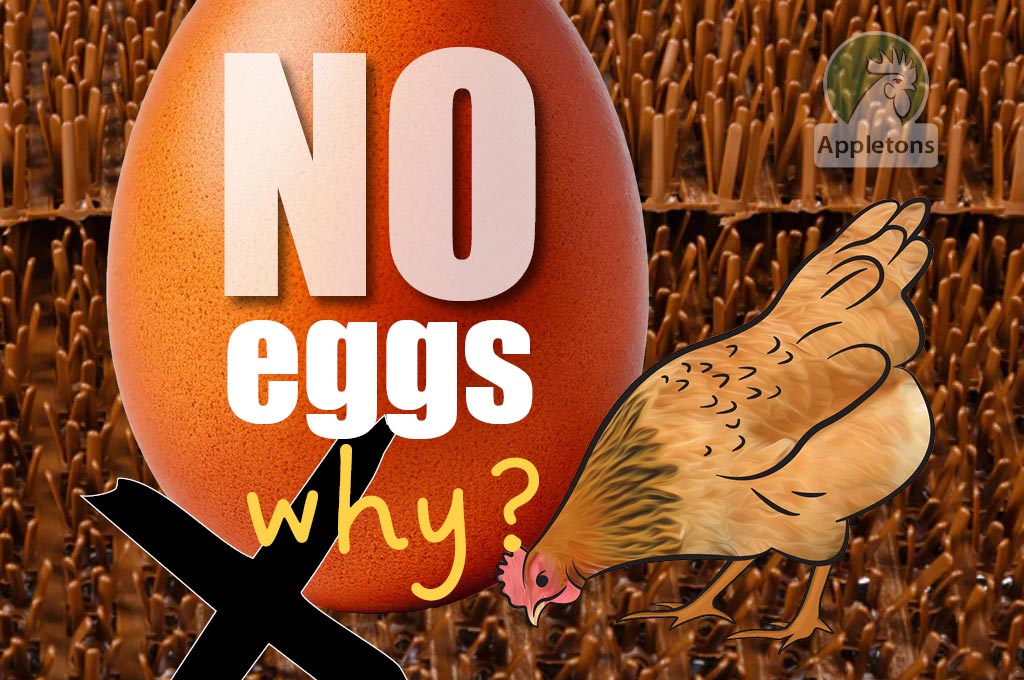 Blog Why Are My Chickens Not Laying