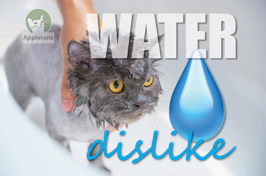 Why Do Cats Dislike Water