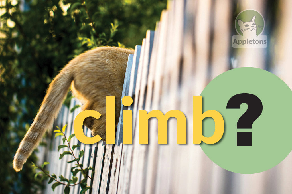 Why Do Cats Need to Climb?
