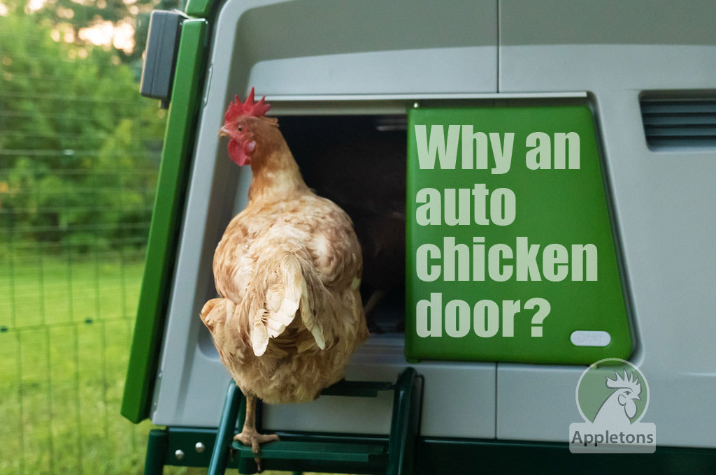 Why Does My Chicken Coop Need A Door