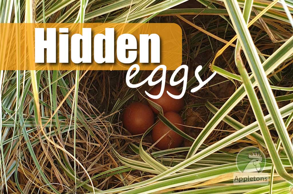 Why Hens Hide Their Eggs - NEW Nest Box Tips!