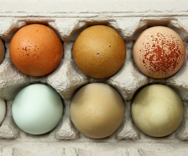 6ea. Hot glue eggs in Orange Size #12. (Barbless). Excellent Egg pattern. 