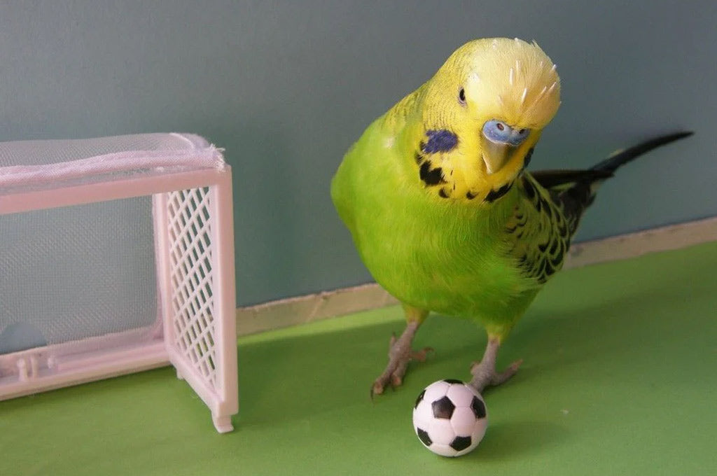Budgie playing with a ball