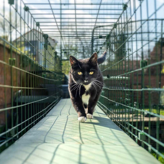 Catio Tunnels