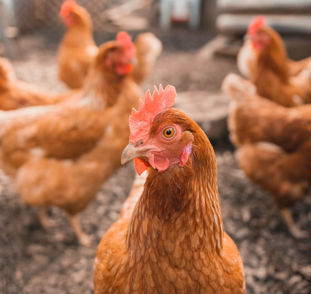 Brown Shaver chickens