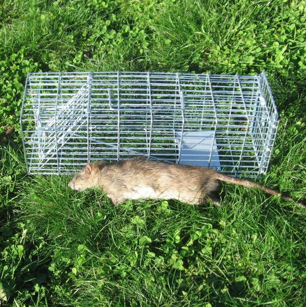 Rat caught in trap