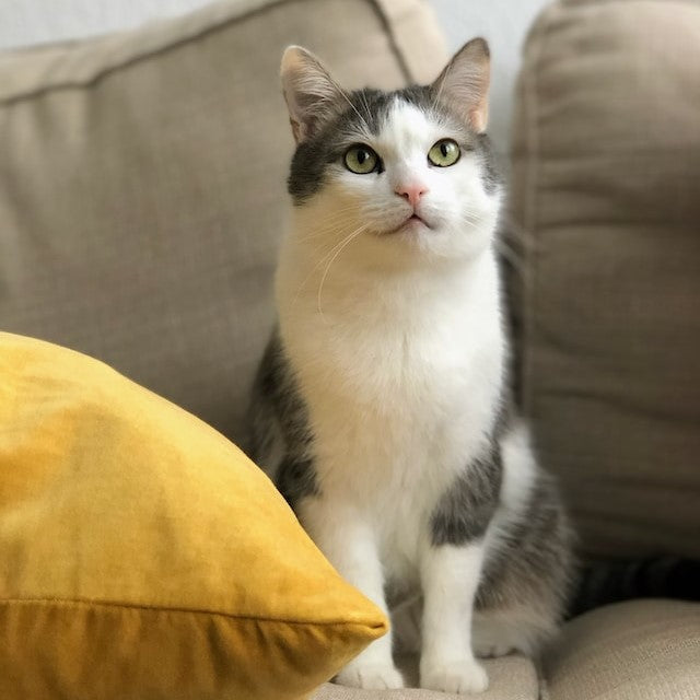 Family Cat