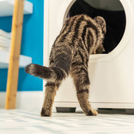 Maya Walk In Cat Litter Box | Enclosed with Storage