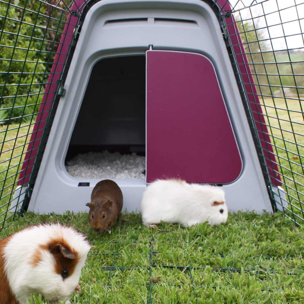 The Eglu Go hutch is easy to clean and insulated, making it perfect for all-year use. They will love the freedom to hop in and out