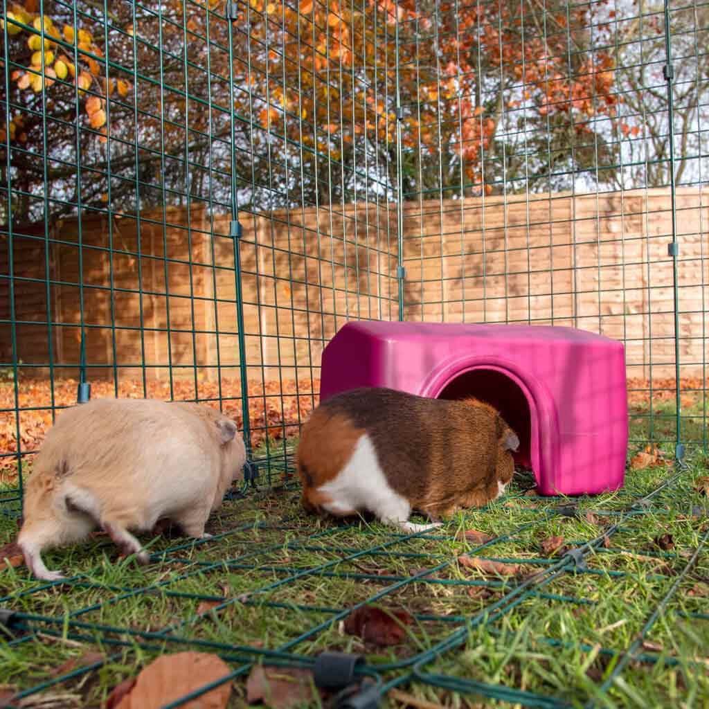 Zippi Guinea Pig Shelters are a fun and enriching accessory toy in the run