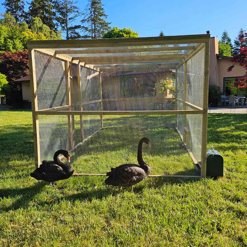 At 2.4 meters wide and 4.8 meters long the Appletons Timber Freestanding Extended Walk-In Poultry Run is a great addition to your chicken keeping
