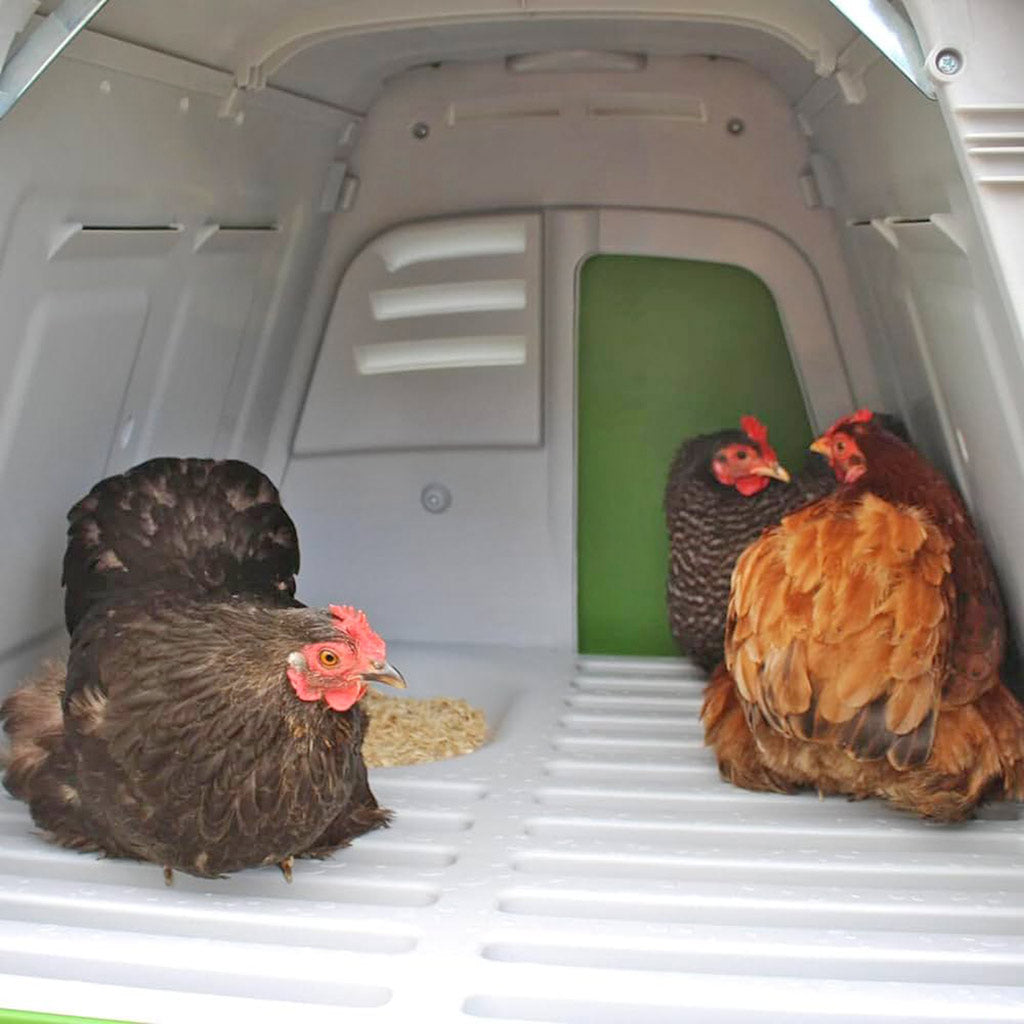 Three chickens inside an Eglu Go Coop House with a green door and roosting bars.