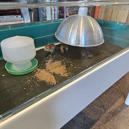 Chicks in Omlet Habitat Brooder