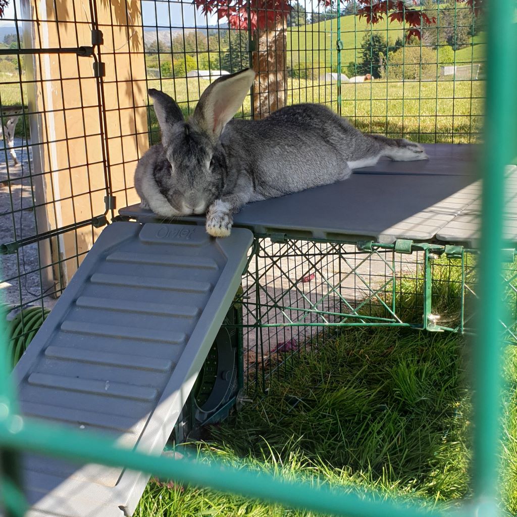 Omlet Zippi Rabbit Platforms