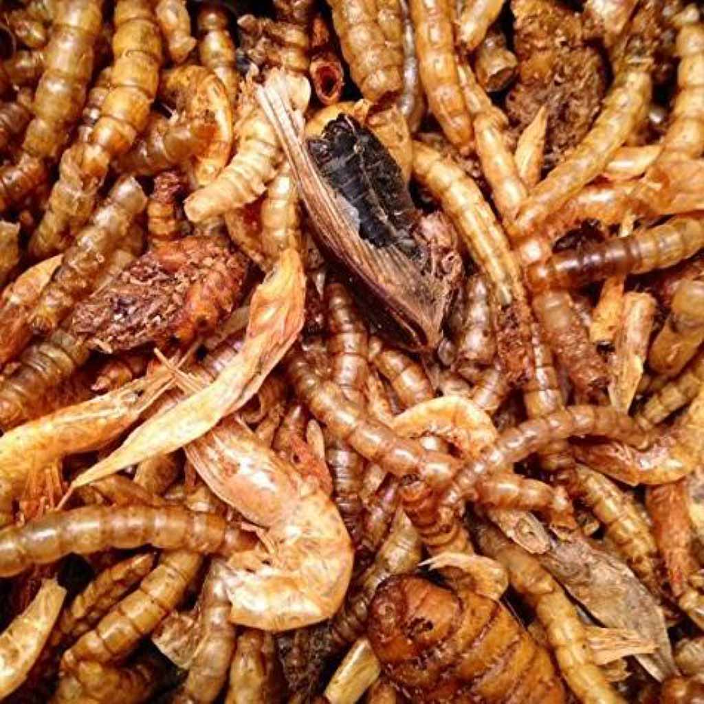 Topflite Insect Medley