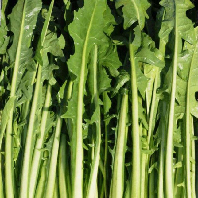 Appletons Chicory Greens 20g