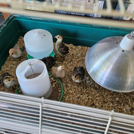 Omlet Habitat Brooder