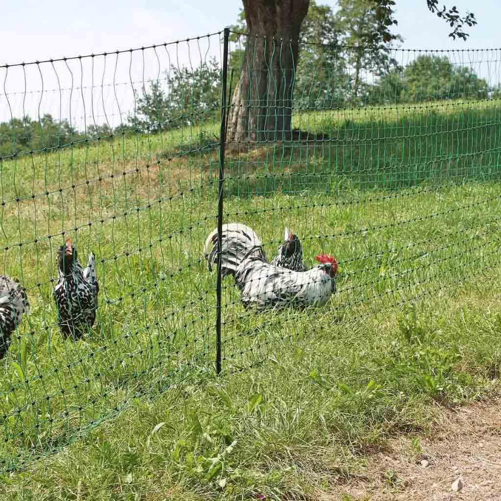 Poultry fencing