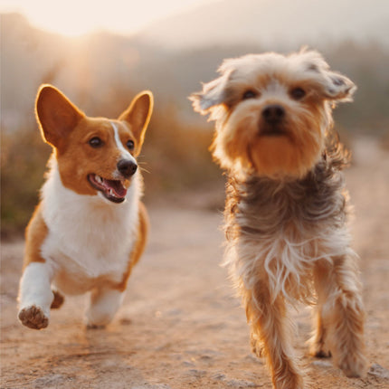 Doctor Pet Healing Cream | Smooch