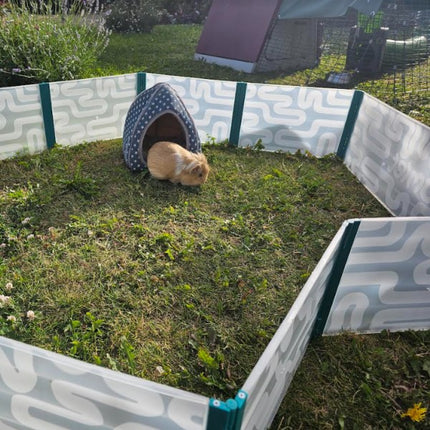 Guinea pig having some timeout in the guinea pig pop-up playpen