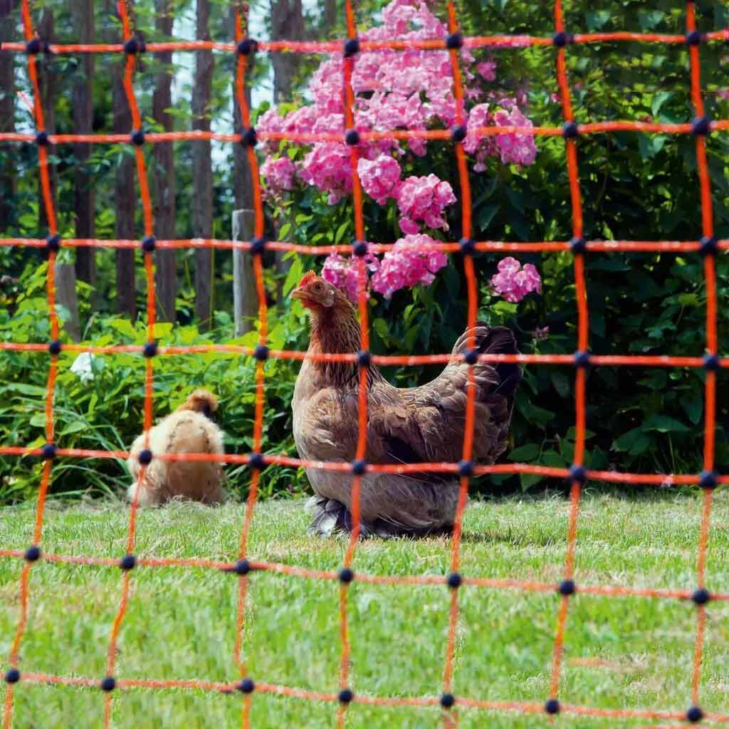 Chicken Fencing 50m | Electric
