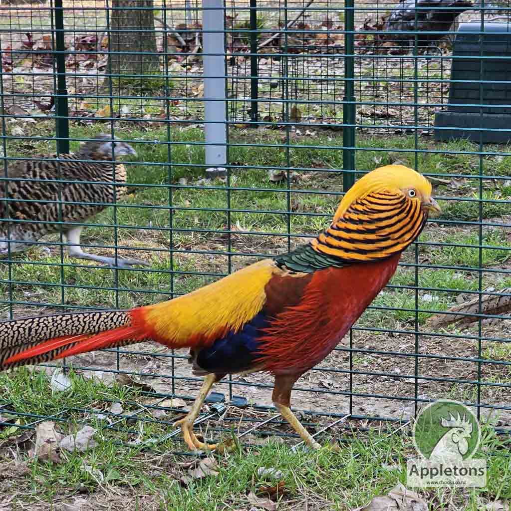 Appletons Homestead - Golden Pheasant