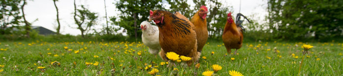 NZ's Lifestyle Poultry & Pet Housing Specialists