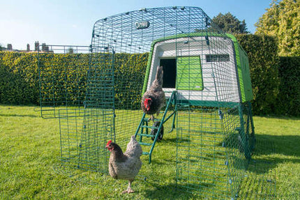 chickens walking down coop ladder