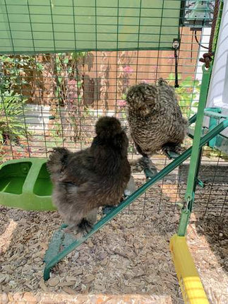 silkies making easy work up the ladder with the help of grips