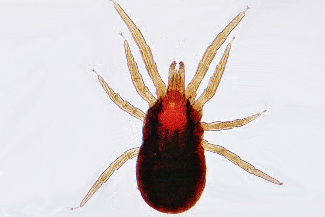 The Low Down on Red Mites: How We Love to Hate Them! 😡