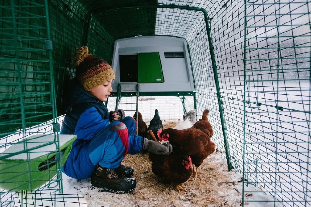 Eglu Cube vs Wooden Chicken Coop: Which Will Stay Warmer?