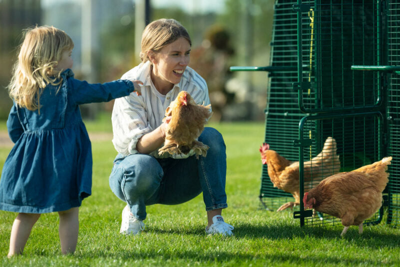 Beak-to-Tail | Chicken Health Checks