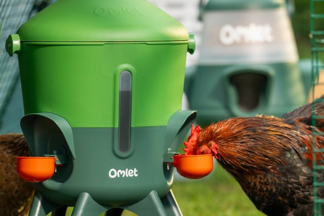 What is the Best Poultry Drinker for My Flock