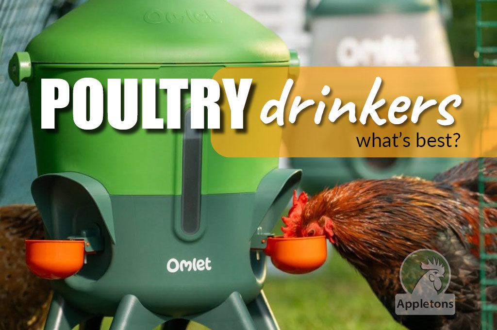 What is the Best Poultry Drinker for My Flock?