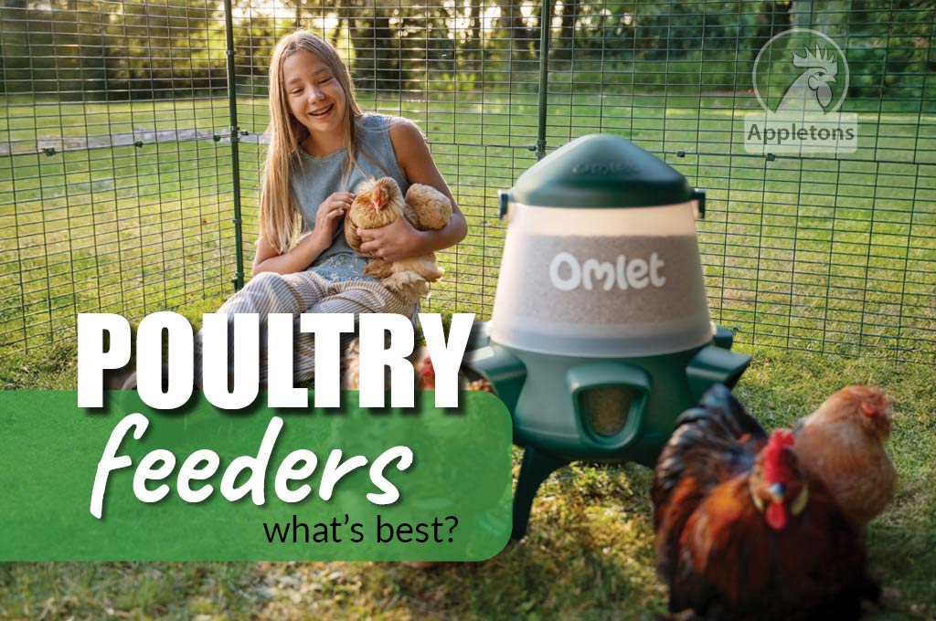 What Is the Best Poultry Feeder for My Flock?