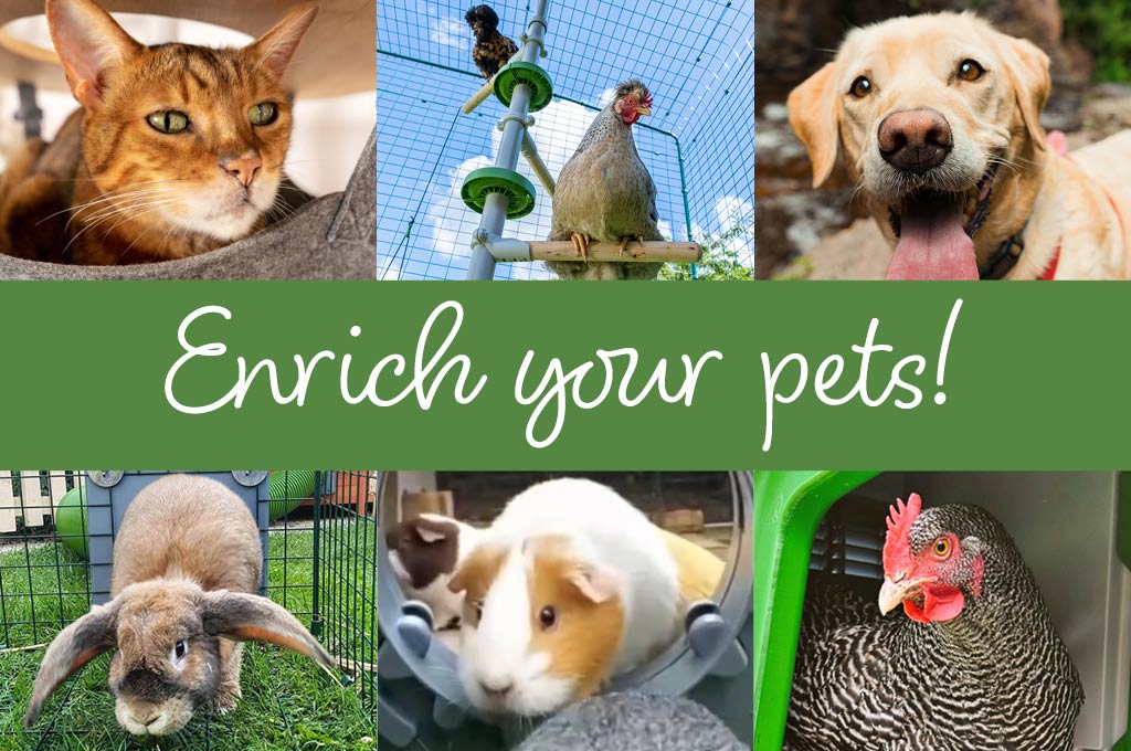 Why Animals Need Enrichment