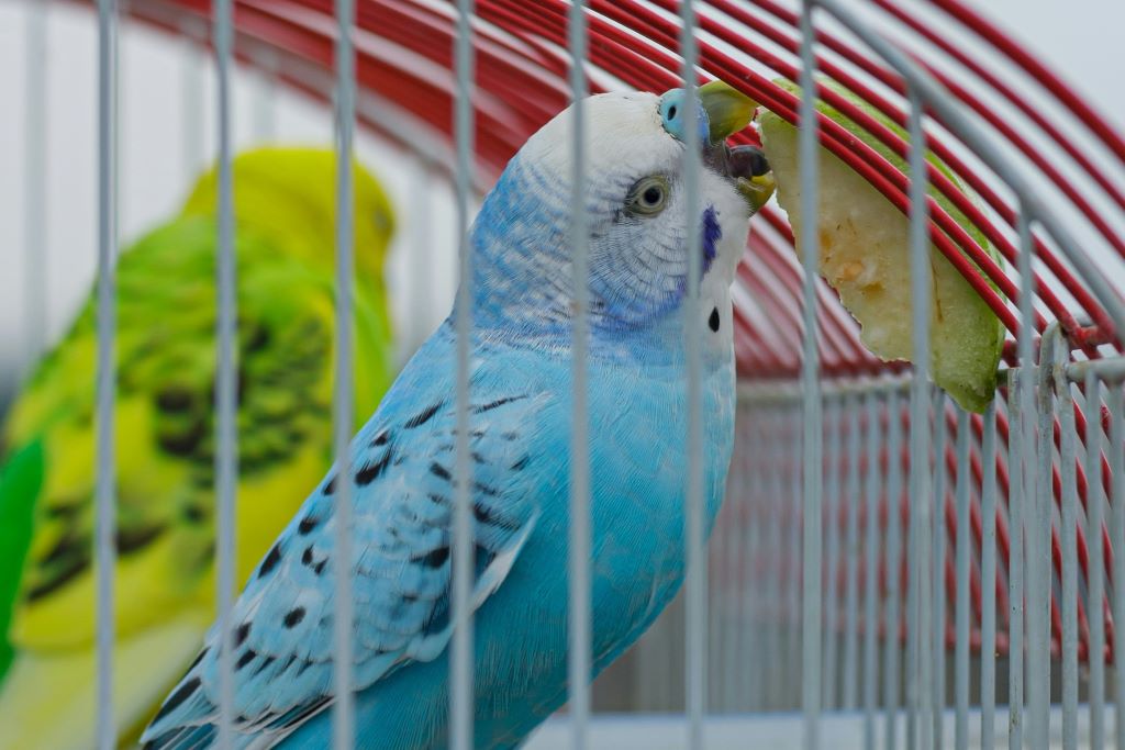 10 fun things to do with your pet budgie