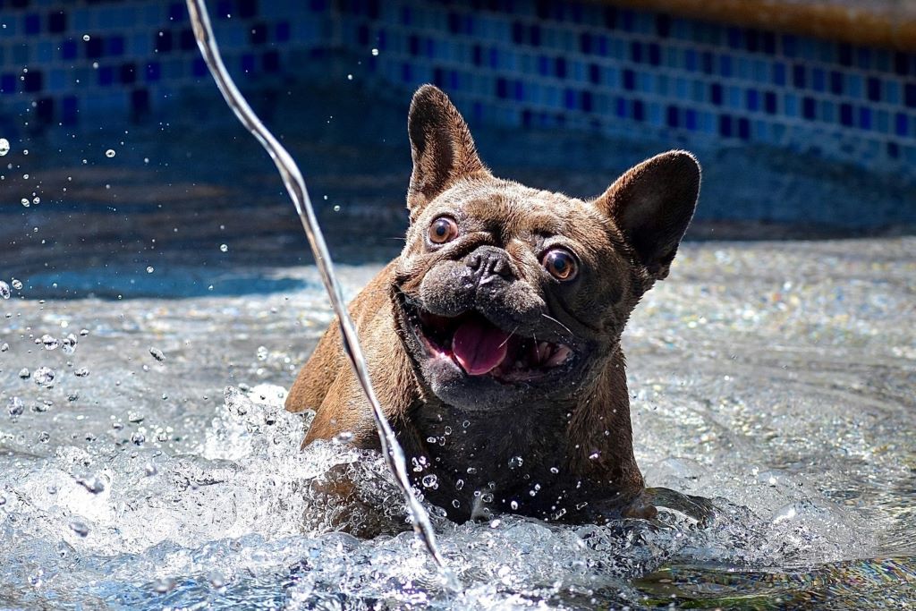 Keeping your dog cool on a hot day.