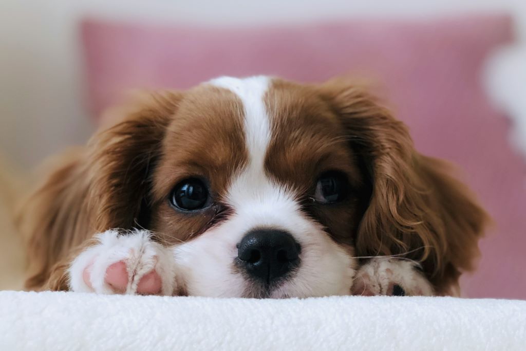 How to crate train a puppy.