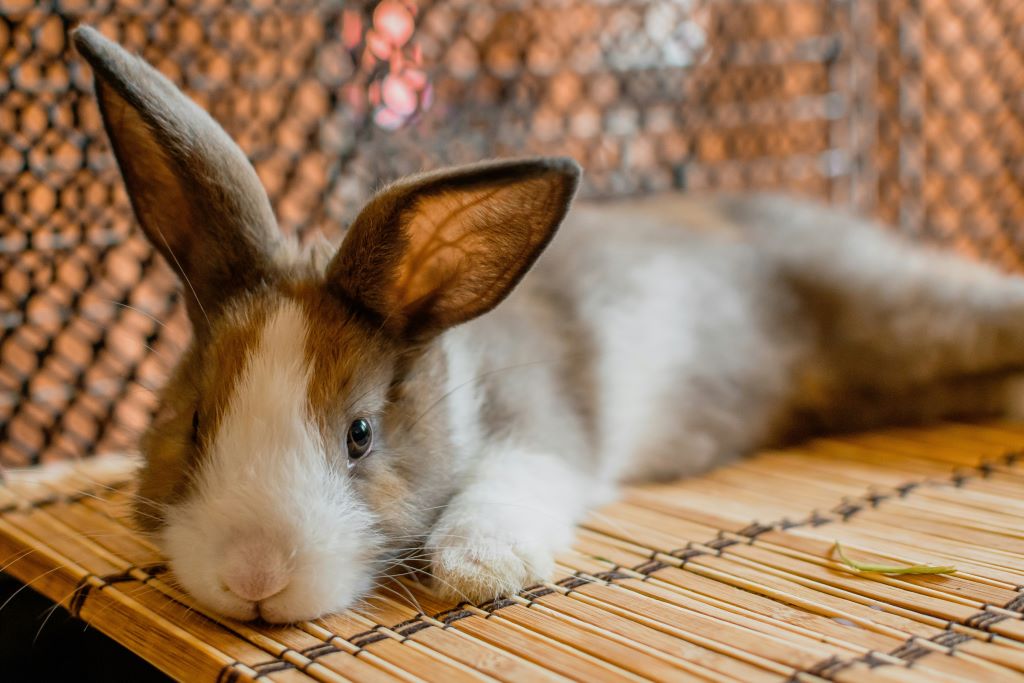 Do rabbits make good pets for children?