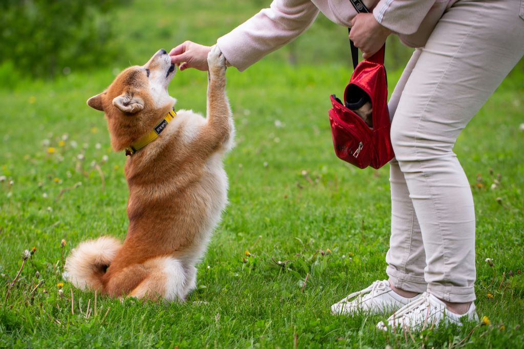 Teaching your dog the basic commands is essential dog etiquette.