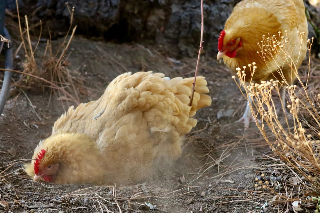 Chickens dustbathing to assist with lice control