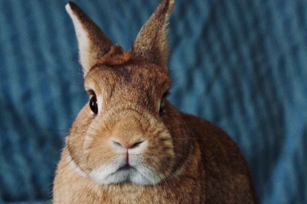 How to Litter Train Your Rabbit