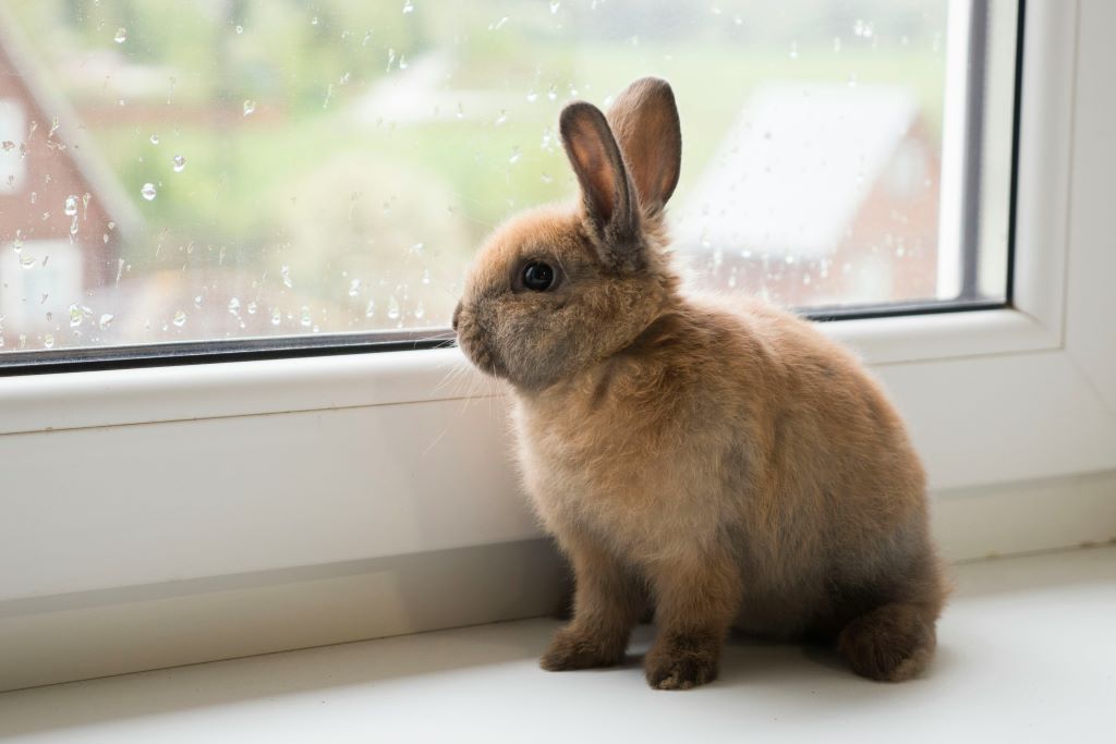 Keeping a Clean Home with Indoor Rabbits