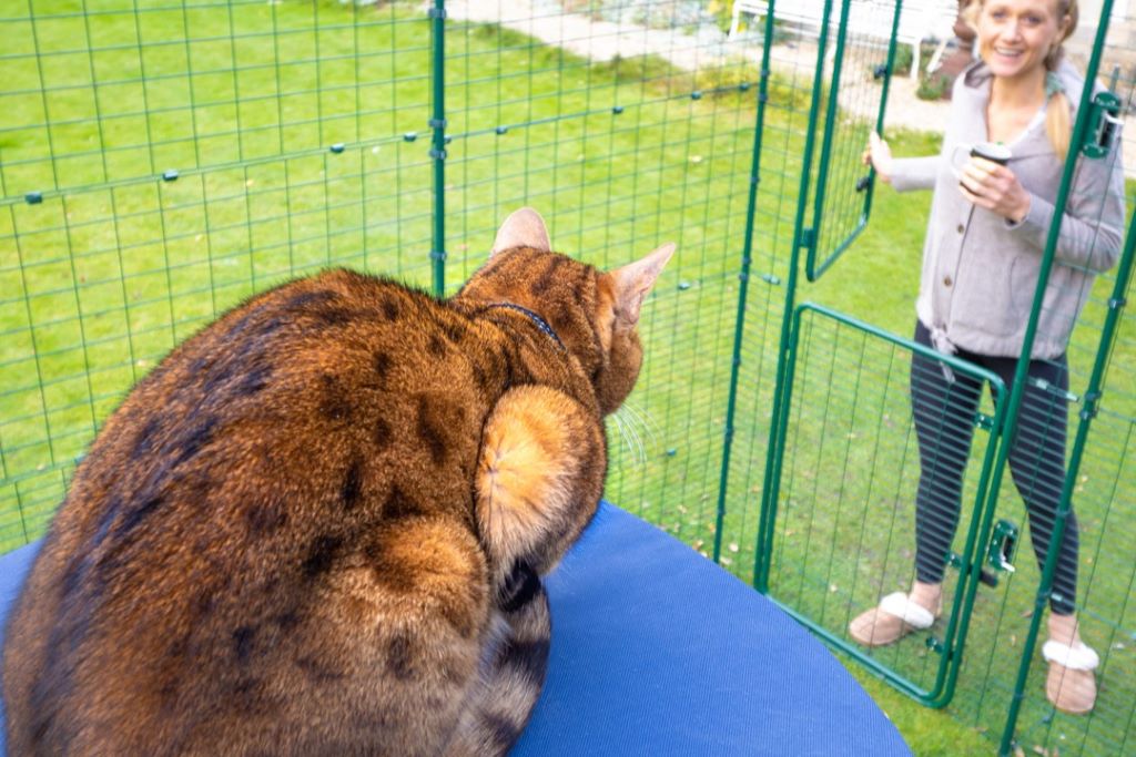 The Importance of Outdoor Playtime for Indoor Cats