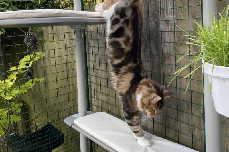 Pet cat enjoying outdoor time in an Omlet Catio.