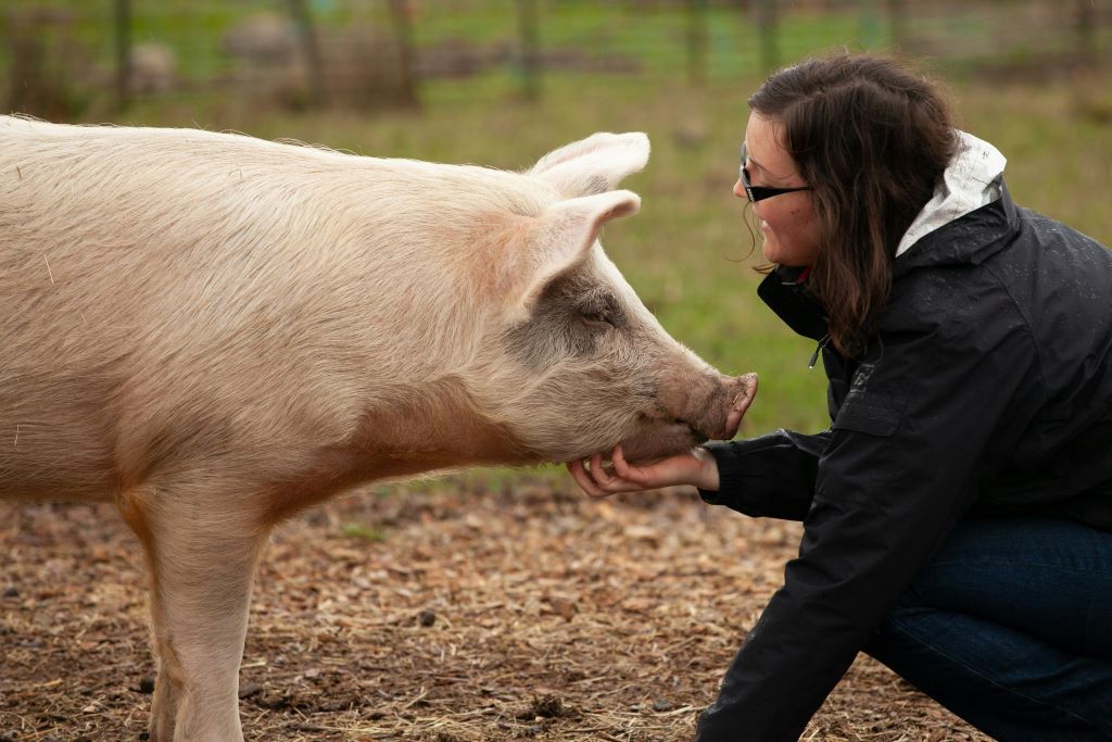 Caring for a Pet Pig