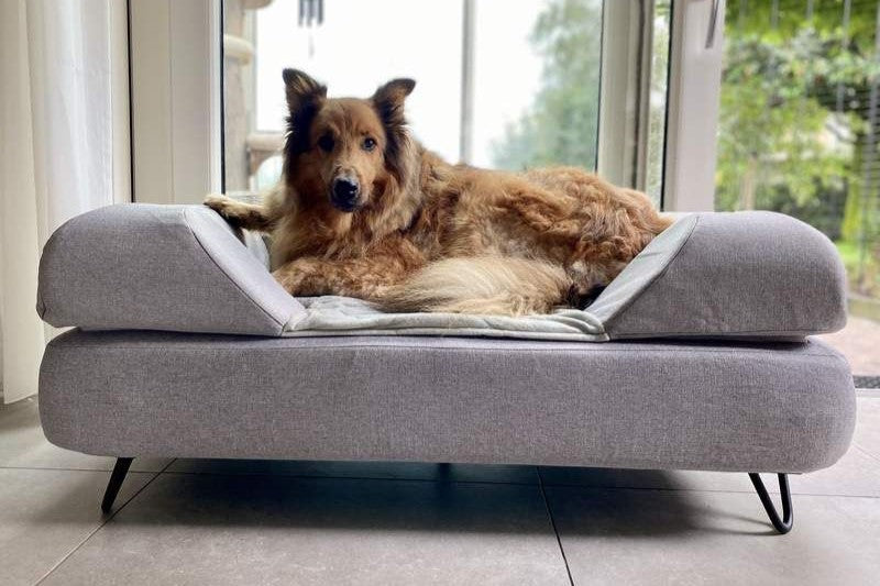 Which Omlet Topology Topper is Best for your Topology Dog Bed