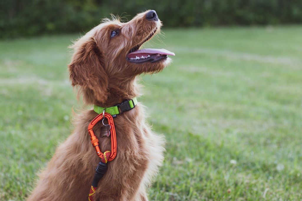 7 successful dog training tips